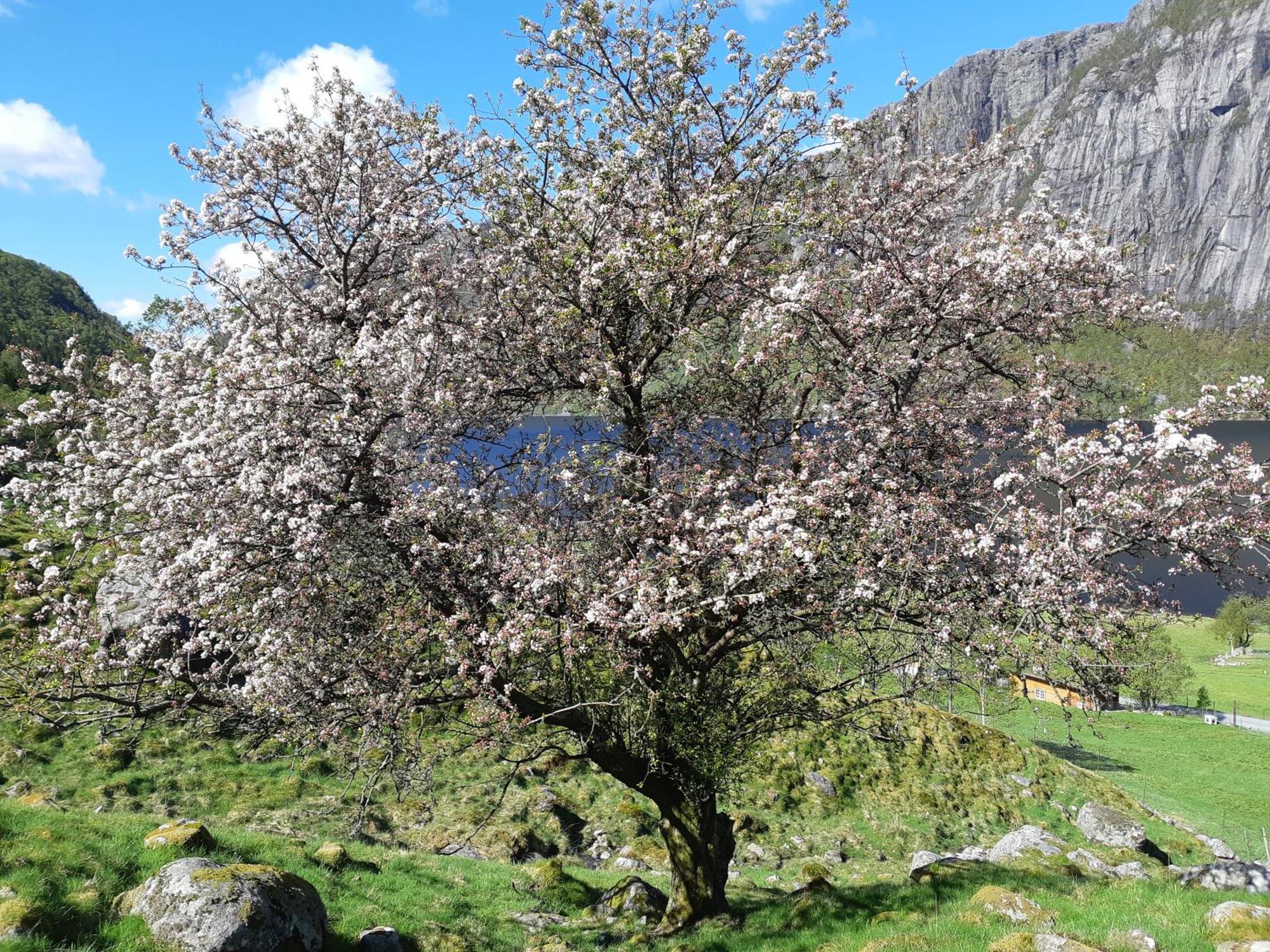Hytte Ved Preikestolen Forsand Kültér fotó